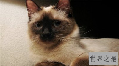 ​世界上十大最漂亮的猫品种，加菲猫实在是憨态可掬