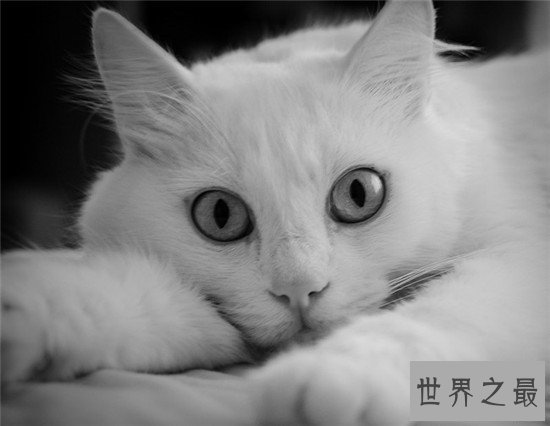 世界上十大最漂亮的猫品种，加菲猫实在是憨态可掬