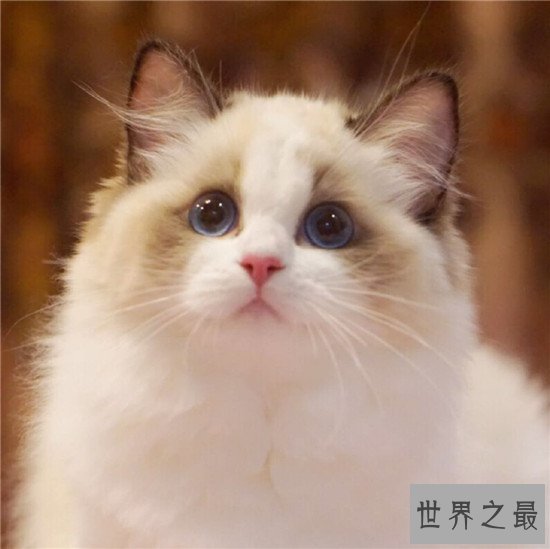 世界上十大最漂亮的猫品种，加菲猫实在是憨态可掬