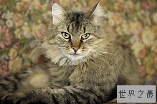 世界上十大最漂亮的猫品种，加菲猫实在是憨态可掬