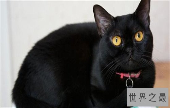 世界上最聪明的猫排行,波斯猫的智商都爆表了