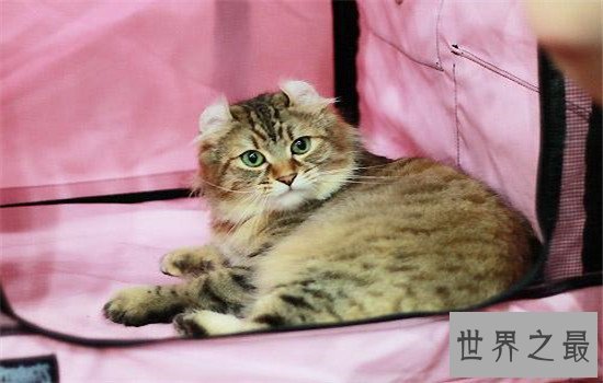 世界上最聪明的猫排行,波斯猫的智商都爆表了