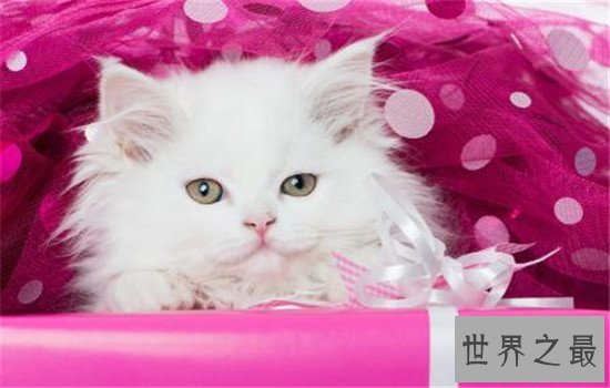 世界上最聪明的猫排行,波斯猫的智商都爆表了