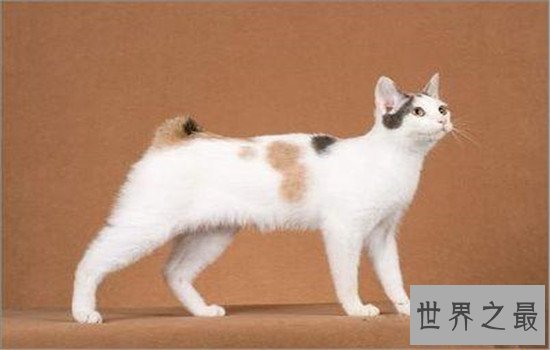 世界上最聪明的猫排行,波斯猫的智商都爆表了