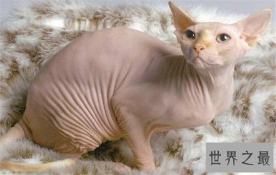 ​世界上最聪明的猫排行，波斯猫的智商都爆表了