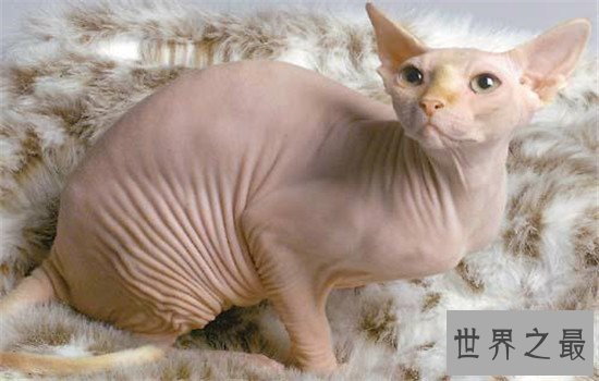 世界上最聪明的猫排行,波斯猫的智商都爆表了