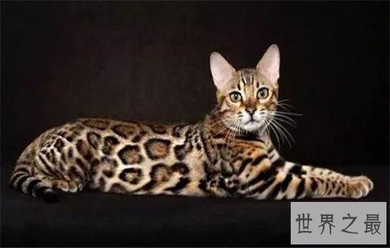 世界上最聪明的猫排行,波斯猫的智商都爆表了