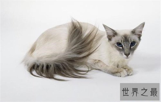 世界上最聪明的猫排行,波斯猫的智商都爆表了