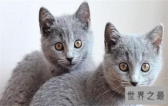 世界上最聪明的猫排行,波斯猫的智商都爆表了