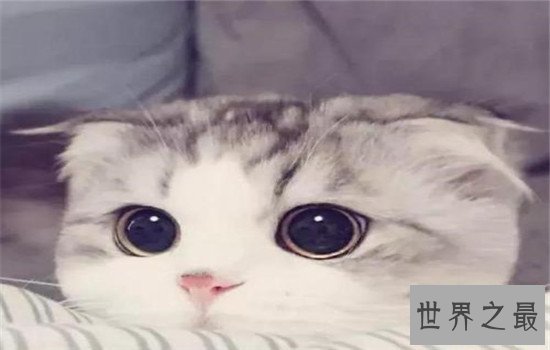 世界上最聪明的猫排行,波斯猫的智商都爆表了