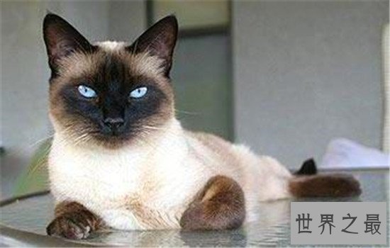 世界上最聪明的猫排行,波斯猫的智商都爆表了