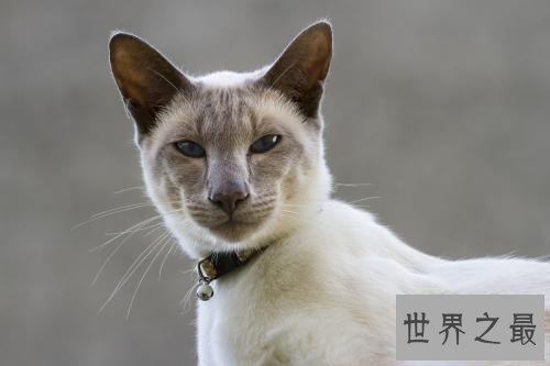 最适合家养的猫排名，没想到它最适合！