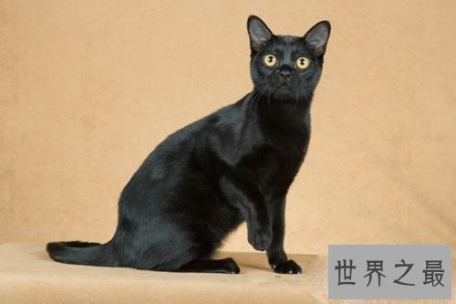 最适合家养的猫排名，没想到它最适合！