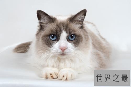 最适合家养的猫排名，没想到它最适合！
