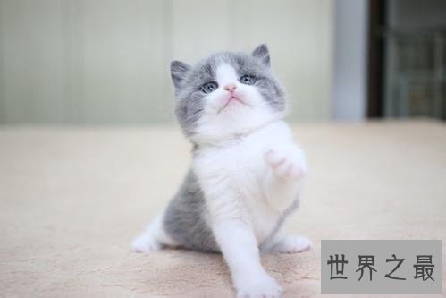 最适合家养的猫排名，没想到它最适合！