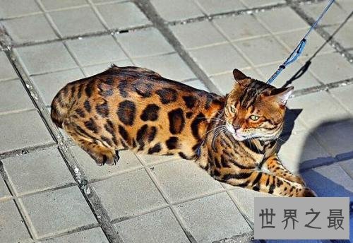 最适合家养的猫排名，没想到它最适合！