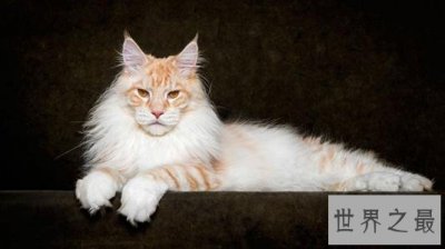 ​最适合家养的猫排名，没想到它最适合！