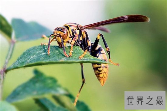 世界上最危险的十种昆虫,排名第一的被他轻轻咬一口就丧命!