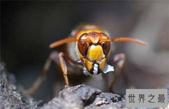 世界上最危险的十种昆虫,排名第一的被他轻轻咬一口就丧命!