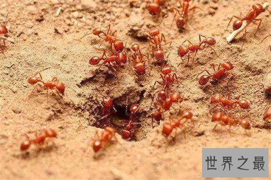 世界上最危险的十种昆虫,排名第一的被他轻轻咬一口就丧命!