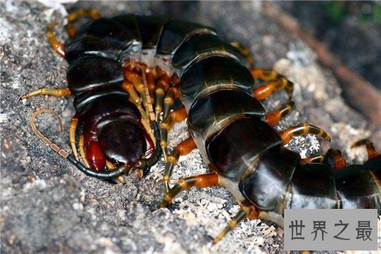 世界上最危险的十种昆虫,排名第一的被他轻轻咬一口就丧命!