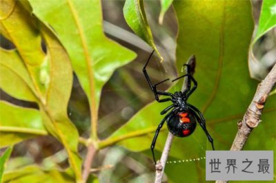 ​世界上最危险的十种昆虫，排名第一的被他轻轻咬一口就丧命！
