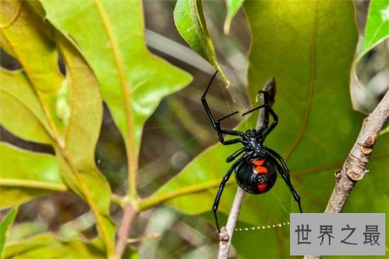 世界上最危险的十种昆虫,排名第一的被他轻轻咬一口就丧命!