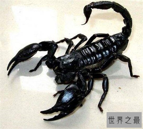 世界上最危险的十种昆虫,排名第一的被他轻轻咬一口就丧命!