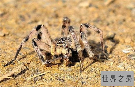 世界上最危险的十种昆虫,排名第一的被他轻轻咬一口就丧命!