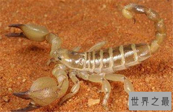 世界上最危险的十种昆虫,排名第一的被他轻轻咬一口就丧命!