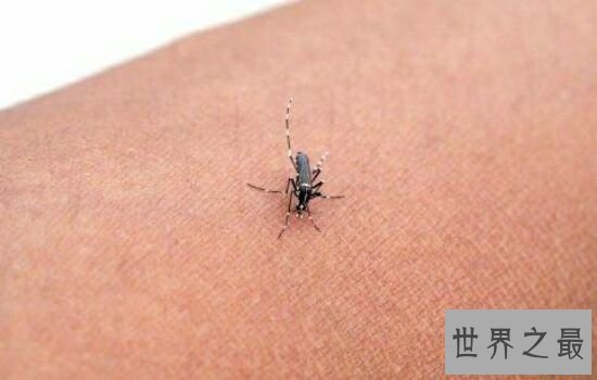 蚊子喜欢叮咬什么血型的人,看看你是不是蚊子最喜欢的那个人。