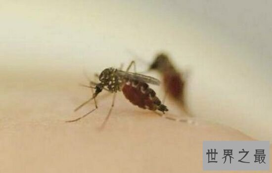 蚊子喜欢叮咬什么血型的人,看看你是不是蚊子最喜欢的那个人。