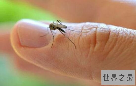蚊子喜欢叮咬什么血型的人,看看你是不是蚊子最喜欢的那个人。