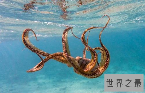 世界十大最聪明动物，猪排第二智商仅此黑猩猩