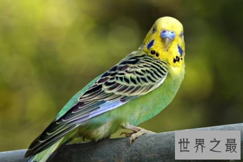 世界十大最聪明动物，猪排第二智商仅此黑猩猩