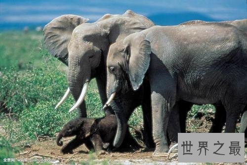 世界十大最聪明动物，猪排第二智商仅此黑猩猩