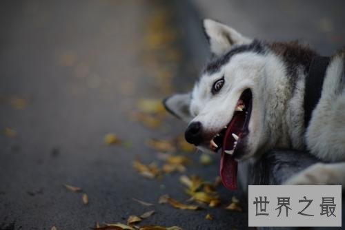 世界十大最聪明动物，猪排第二智商仅此黑猩猩