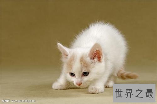 世界十大最聪明动物，猪排第二智商仅此黑猩猩