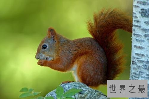 世界十大最聪明动物，猪排第二智商仅此黑猩猩