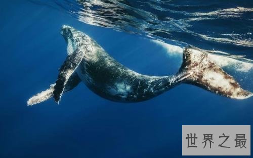 世界十大最聪明动物，猪排第二智商仅此黑猩猩