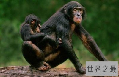 ​世界十大最聪明动物，猪排第二智商仅此黑猩猩