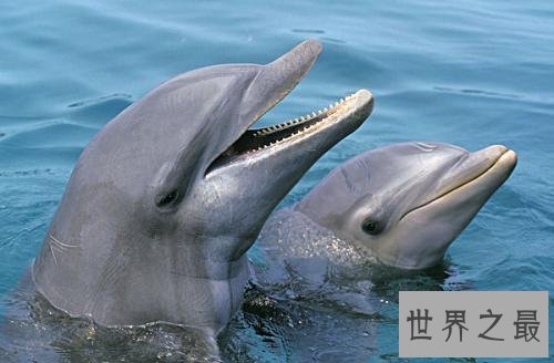 世界十大最聪明动物，猪排第二智商仅此黑猩猩