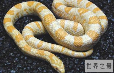 ​世界上十大最美的蛇，探究冷血背后那美丽的面孔！