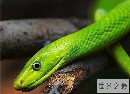 世界上十大最美的蛇，探究冷血背后那美丽的面孔！