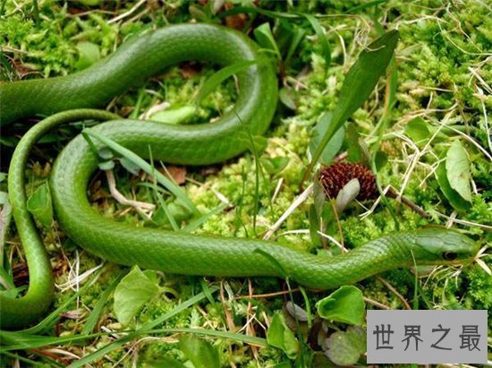世界上十大最美的蛇，探究冷血背后那美丽的面孔！