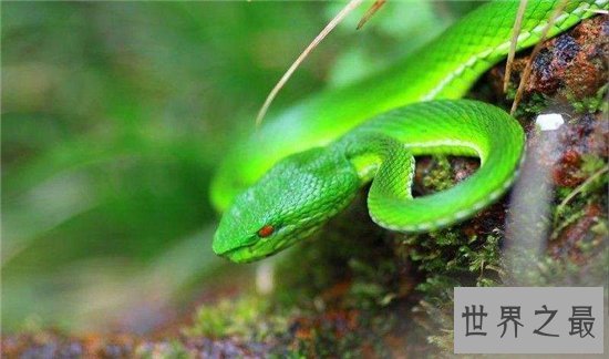世界上十大最美的蛇，探究冷血背后那美丽的面孔！
