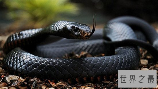 世界上十大最美的蛇，探究冷血背后那美丽的面孔！