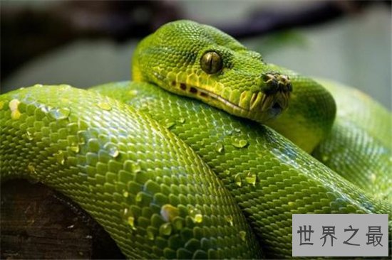 世界上十大最美的蛇，探究冷血背后那美丽的面孔！