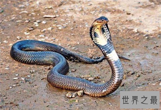 世界上十大最美的蛇，探究冷血背后那美丽的面孔！