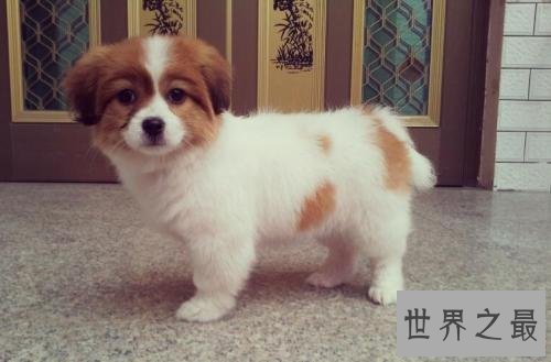 十种脾气好的狗狗排名，有没有你喜欢的狗狗？